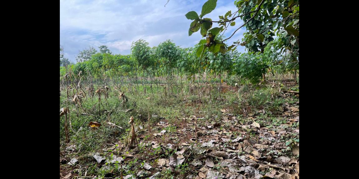 TERMURAH!!!! Tanah Datar 750m 125Jt Kedawung, Sragen TERMURAH!!!! Tanah Datar 750m 125Jt Kedawung, Sragen