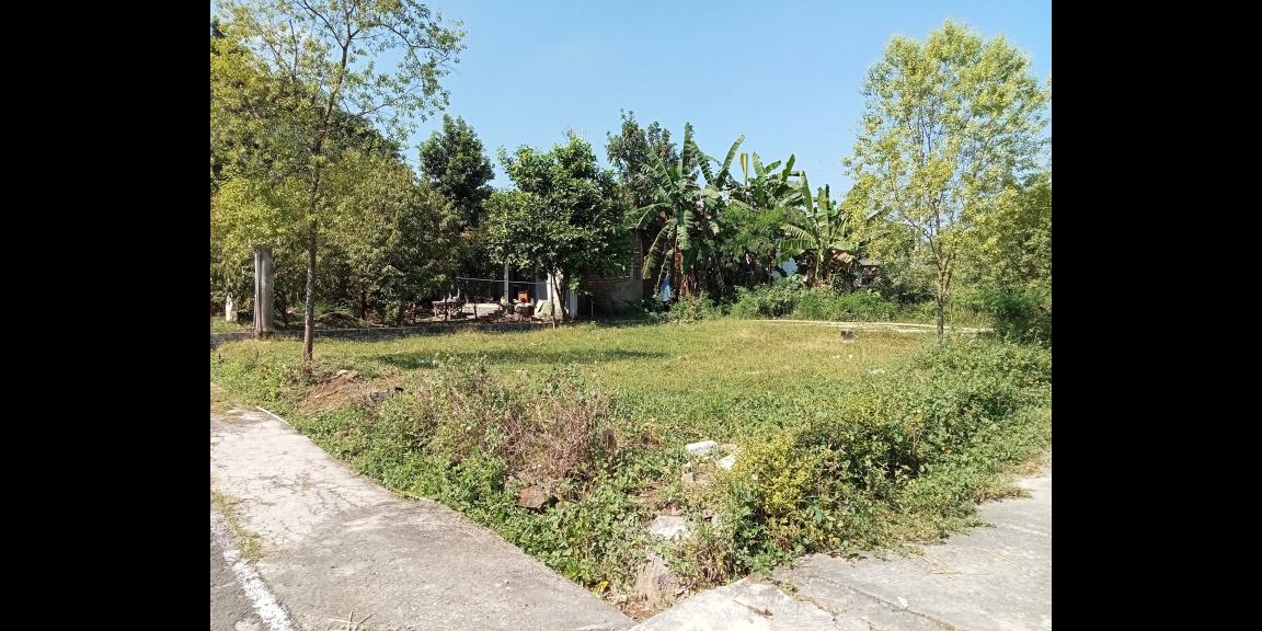 Tanah 515m² Siap Buka Usaha Tepi Jl Raya Batujamus-Jambangan Tanah 515m² Siap Buka Usaha Tepi Jl Raya Batujamus-Jambangan