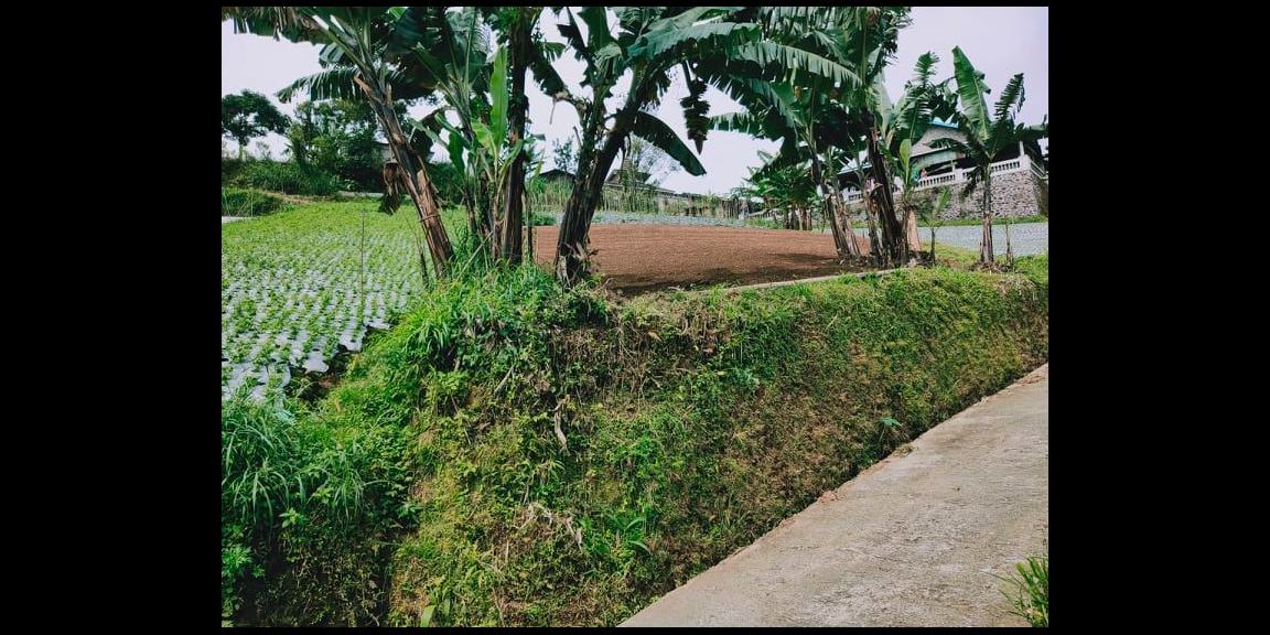 Tanah Strategis Dibangun Vila Kemuning Ngargoyoso Karanganyar Tanah Strategis Dibangun Vila Kemuning Ngargoyoso Karanganyar