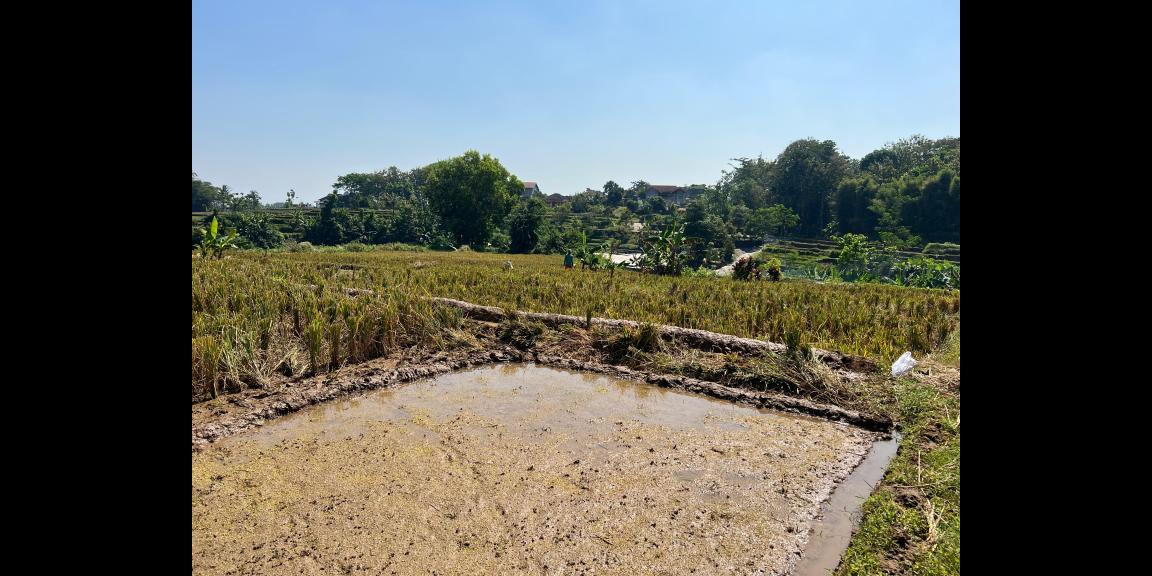 Dijual Tanah Sawah 700m 175Jt Kerjo Karanganyar  Dijual Tanah Sawah 700m 175Jt Kerjo Karanganyar