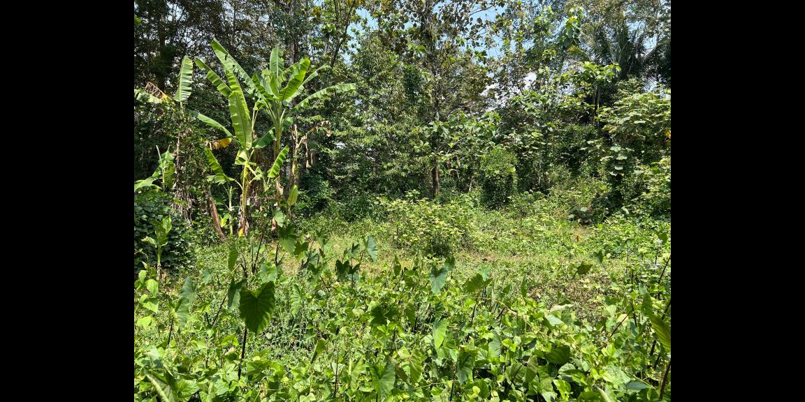 Dijual Tanah 2900m² Lingkungan Asri Karanganyar Dijual Tanah 2900m² Lingkungan Asri Karanganyar