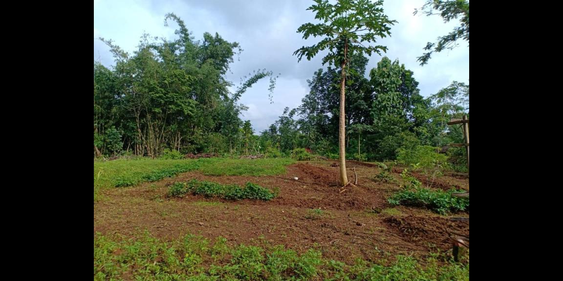 Tanah Strategis Siap Dibangun Selatan Puskesmas Mojogedang Karanganyar Tanah Strategis Siap Dibangun Selatan Puskesmas Mojogedang Karanganyar