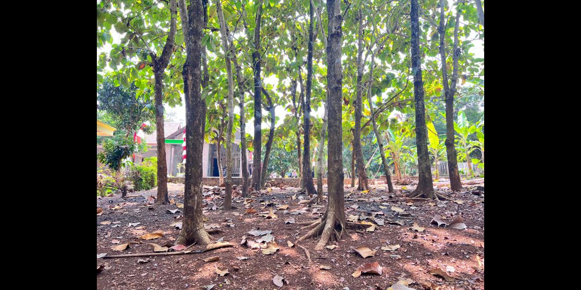 Tanah Datar 350 Juta Cocok Untuk Hunian Sragen Tanah Datar 350 Juta Cocok Untuk Hunian Sragen