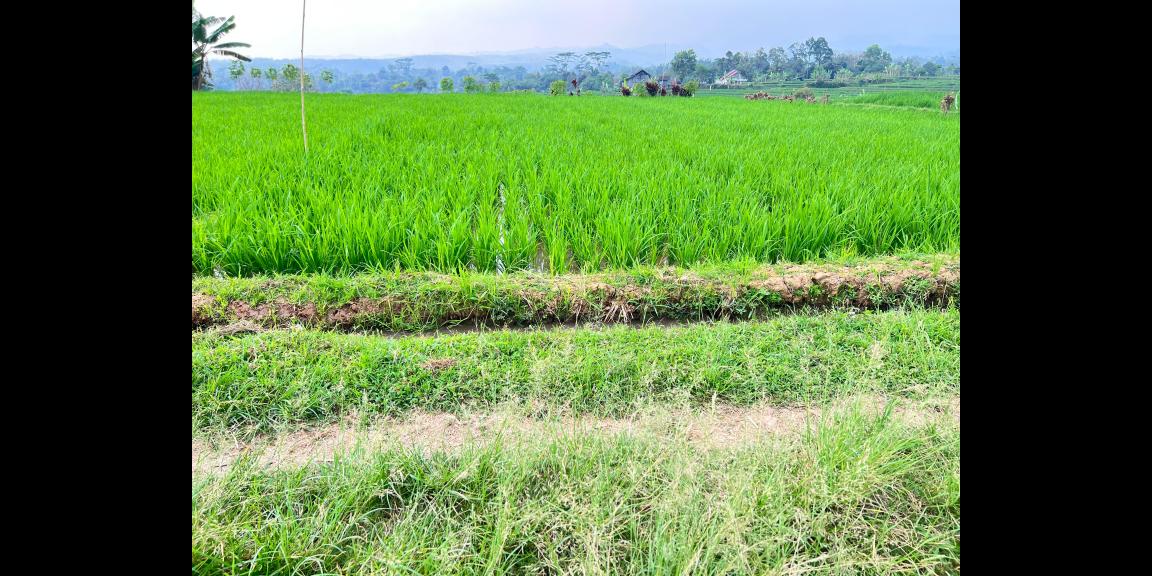 Tanah View Gunung Lawu 1000m Karanganyar Utara Tanah View Gunung Lawu 1000m Karanganyar Utara