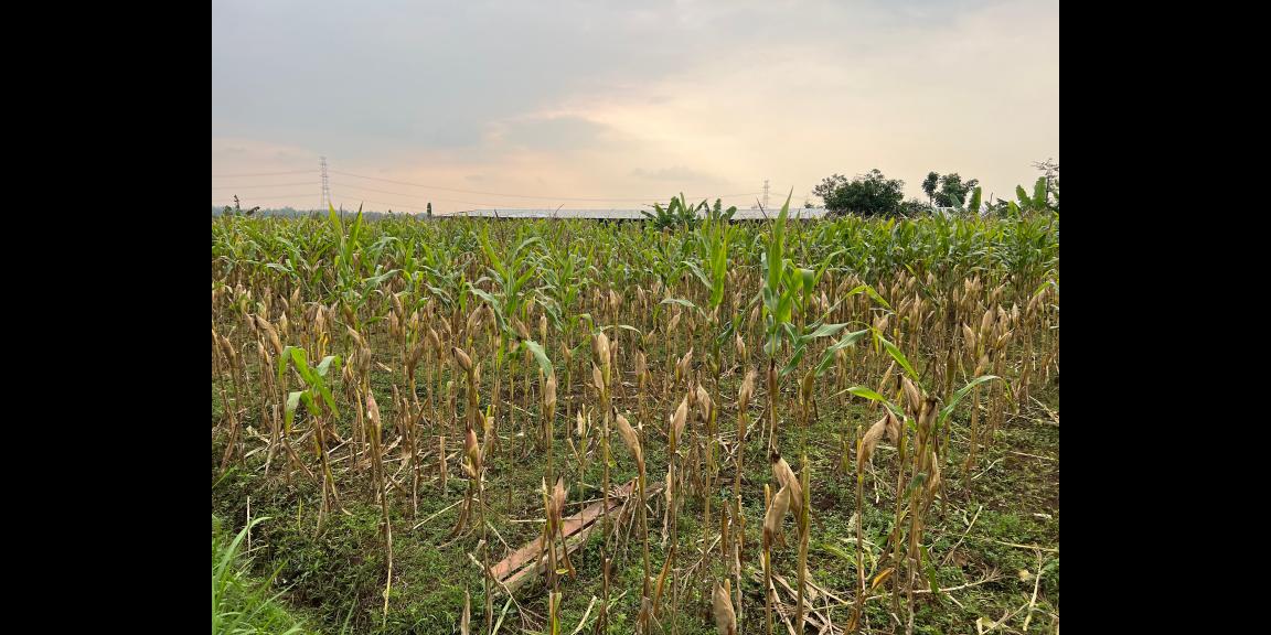 Tanah Datar Kerjo Karanganyar 3350m Siap Bangun Tanah Datar Kerjo Karanganyar 3350m Siap Bangun
