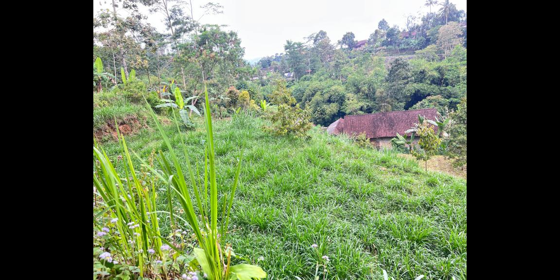 Tanah 800m² Cocok Untuk Kebun Buah Ngargoyoso Tanah 800m² Cocok Untuk Kebun Buah Ngargoyoso