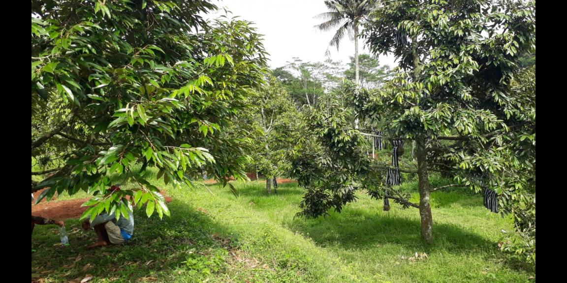 Kebun Durian Produktif 2,5 Hektar Karanganyar Kebun Durian Produktif 2,5 Hektar Karanganyar