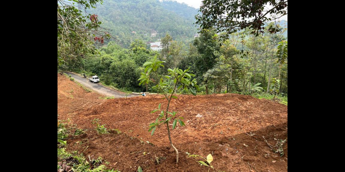 Kebun Alpukat 1200m Jalan DPU Ngargoyoso  Kebun Alpukat 1200m Jalan DPU Ngargoyoso