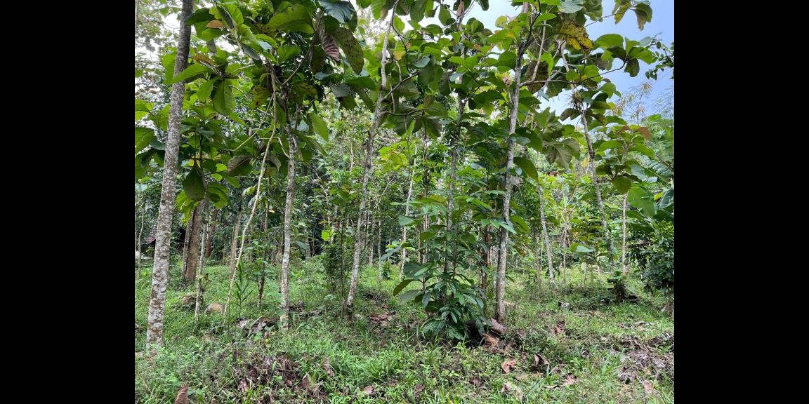 Tanah Siap Bangun 1986m² Kerjo Karanganyar   Tanah Siap Bangun 1986m² Kerjo Karanganyar