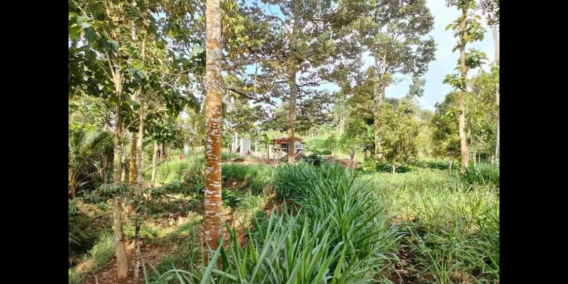 Kebun Durian 1500m² Tepi Jl Ngargoyoso Karanganyar  Kebun Durian 1500m² Tepi Jl Ngargoyoso Karanganyar