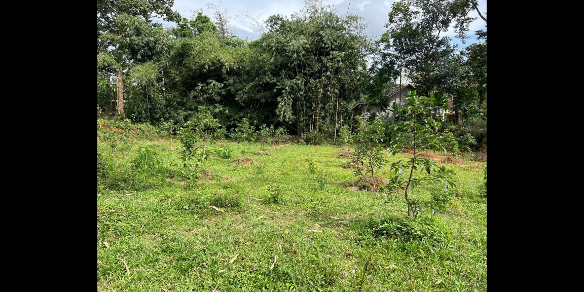 Kebun Alpukat 2100m² Udara Sejuk Karanganyar Kebun Alpukat 2100m² Udara Sejuk Karanganyar