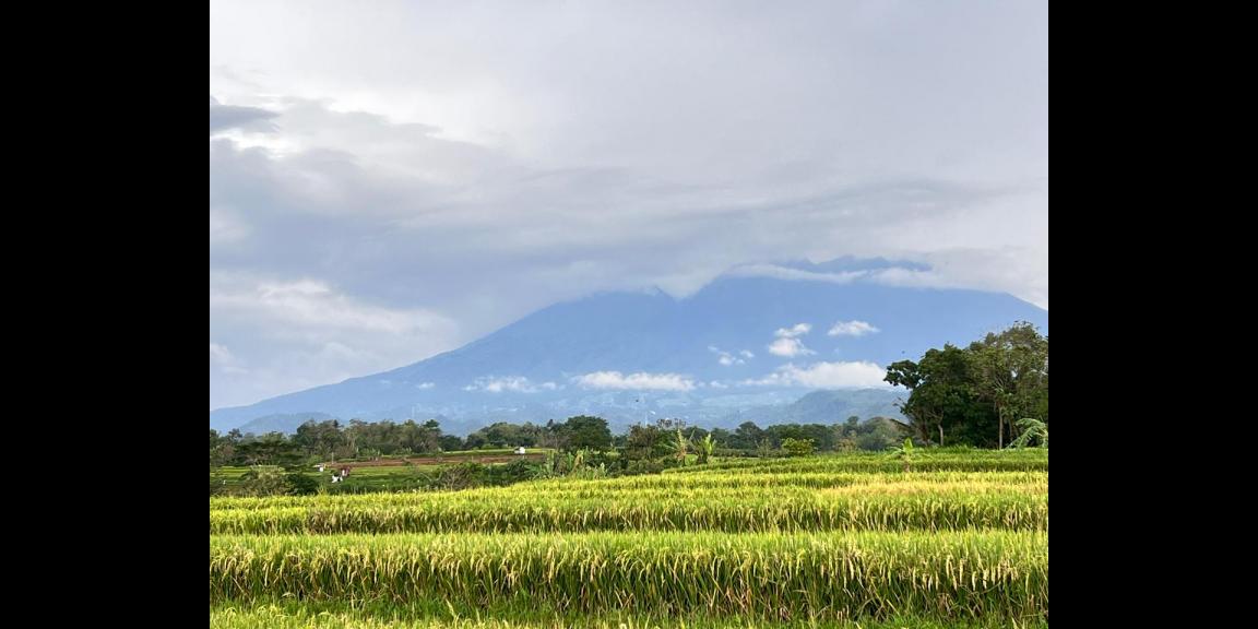 Tanah Sawah 3592m² View Gunung Kerjo Karanganyar Tanah Sawah 3592m² View Gunung Kerjo Karanganyar