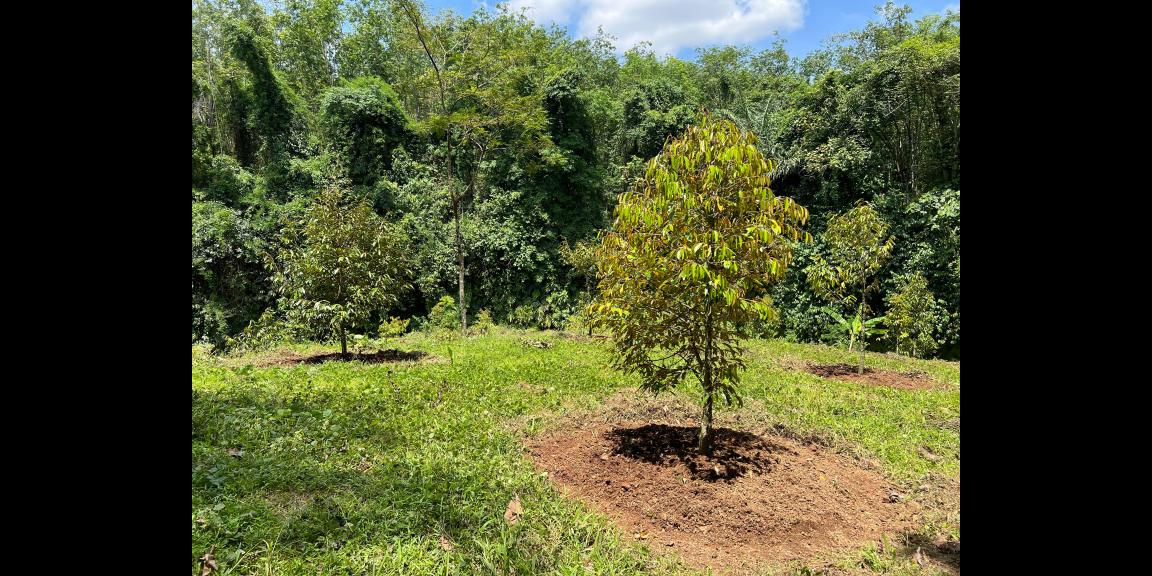 Kebun Durian Subur 1000m Kerjo, Karanganyar Kebun Durian Subur 1000m Kerjo, Karanganyar
