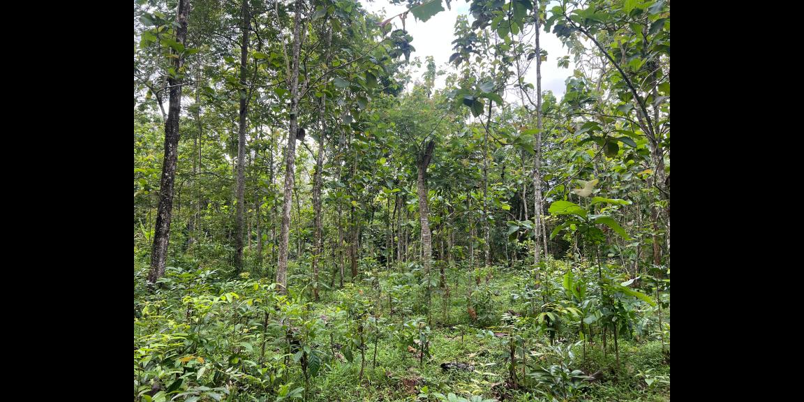 Tanah Datar 2293m² 300 Juta Karanganyar Tanah Datar 2293m² 300 Juta Karanganyar