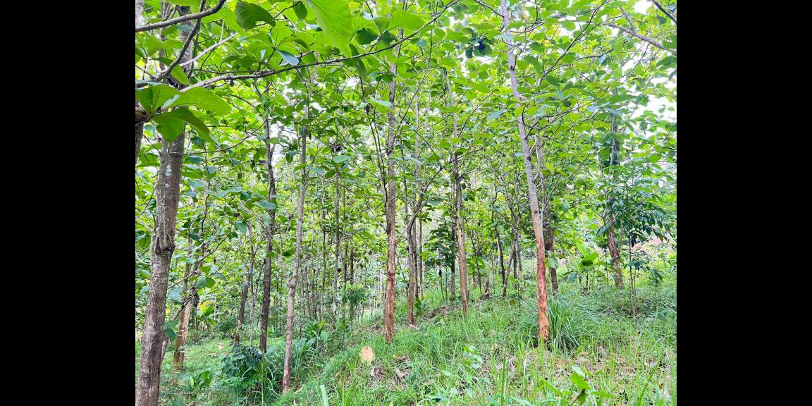 Tanah Kebun Jati 1517m² Karanganyar Tanah Kebun Jati 1517m² Karanganyar