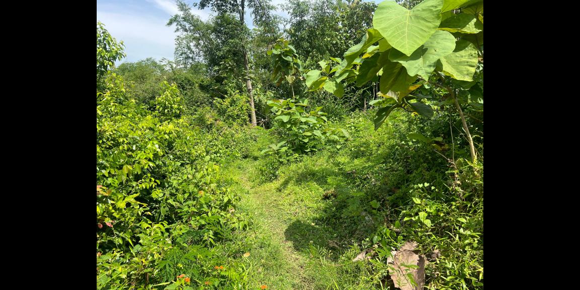 Tanah Murah 970m² Hanya 75 Juta Sragen Tanah Murah 970m² Hanya 75 Juta Sragen