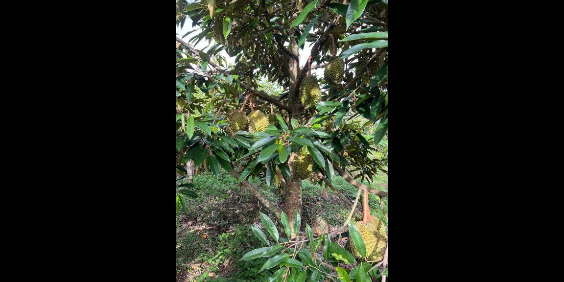 Tanah 6670m² Kebun Jambu Siap Panen Sragen Tanah 6670m² Kebun Jambu Siap Panen Sragen