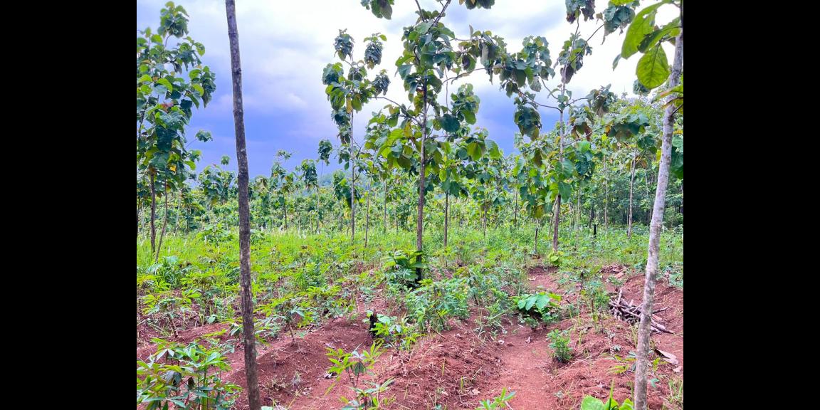 DIJUAL TANAH PEKARANGAN 1 HEKTAR – SAMBIREJO, SRAGEN–SOLO DIJUAL TANAH PEKARANGAN 1 HEKTAR – SAMBIREJO, SRAGEN–SOLO