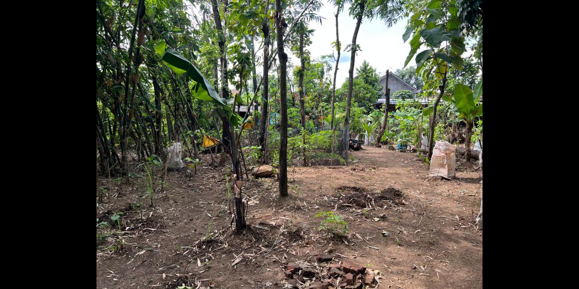 Tanah Datar View Sawah 432m² Sambirejo Sragen Tanah Datar View Sawah 432m² Sambirejo Sragen