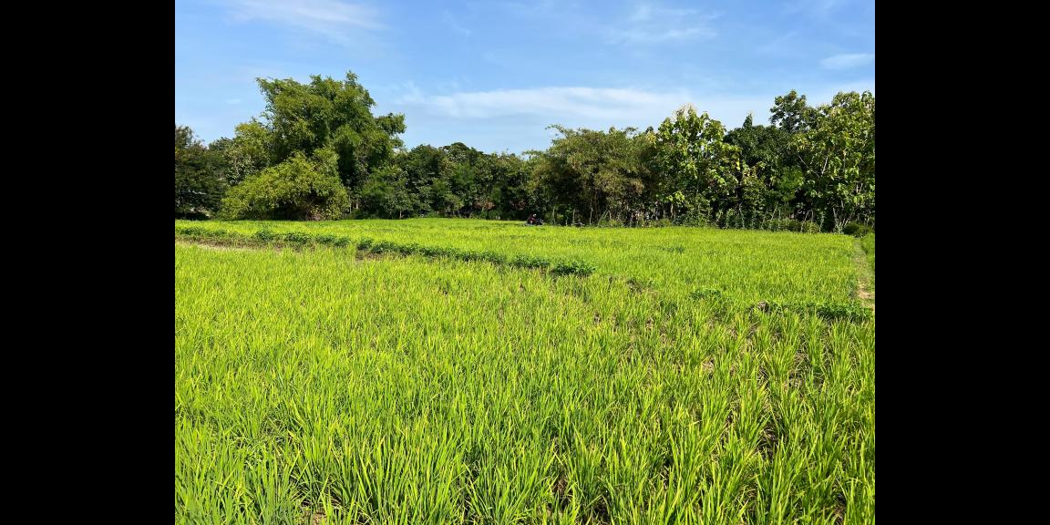 Tanah Subur 5360m² View Gunung Lawu Sragen Tanah Subur 5360m² View Gunung Lawu Sragen