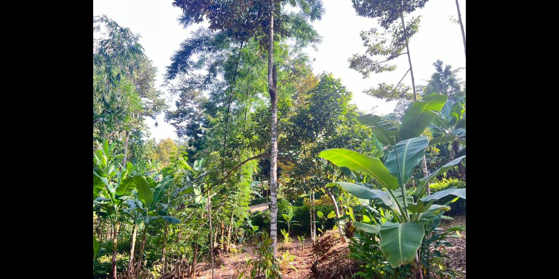 Kebun Durian 300 Juta Utara Pasar Mojogedang Karanganyar Kebun Durian 300 Juta Utara Pasar Mojogedang Karanganyar