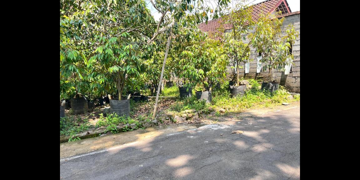 Tanah 405m Utara Mojogedang Karanganyar Strategis Tanah 405m Utara Mojogedang Karanganyar Strategis