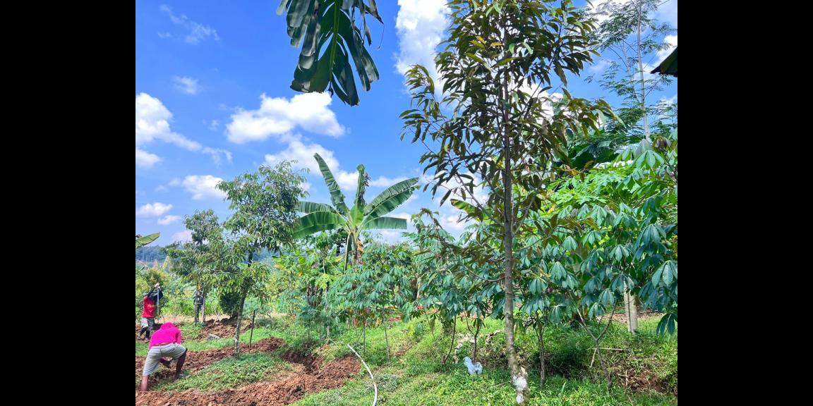 Kebun Durian 1900m Subur Mojogedang Karanganyar Kebun Durian 1900m Subur Mojogedang Karanganyar