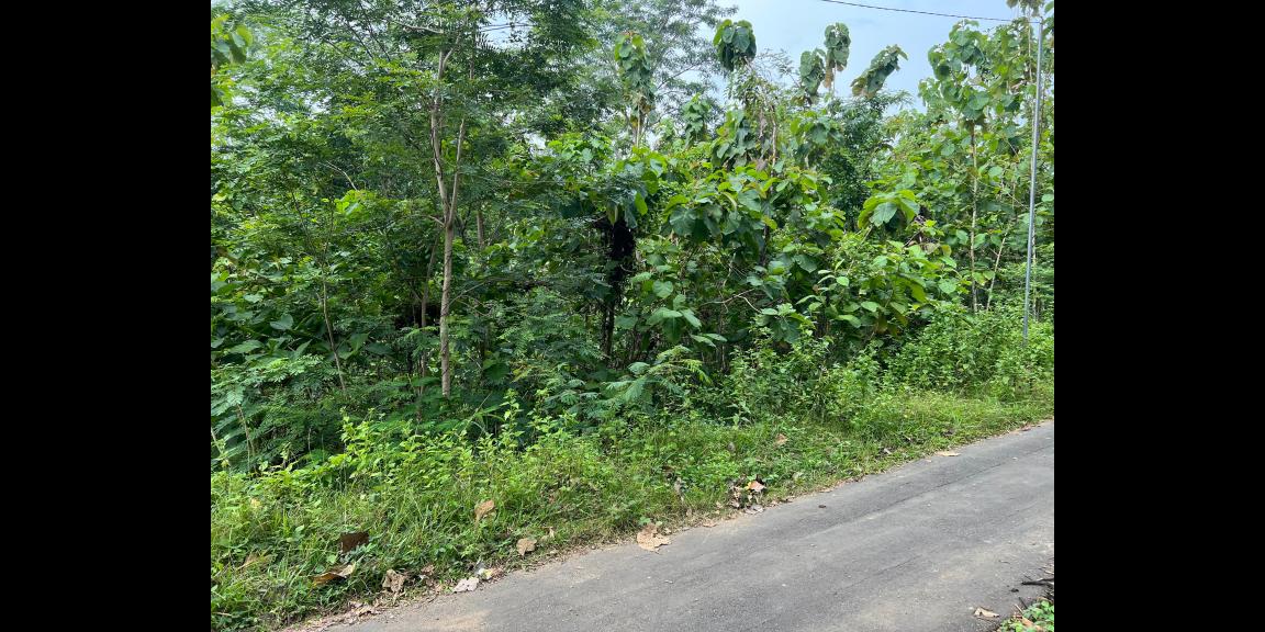 Tanah Hook 1175m Siap Bangun Sambirejo Sragen Tanah Hook 1175m Siap Bangun Sambirejo Sragen