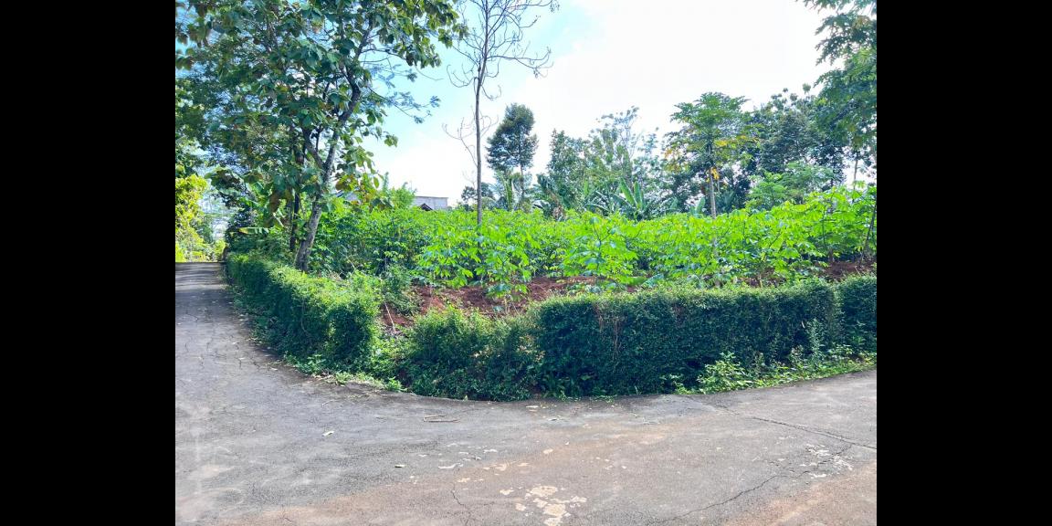 Tanah Strategis 794m Utara Pasar Mojogedang Karanganyar Tanah Strategis 794m Utara Pasar Mojogedang Karanganyar