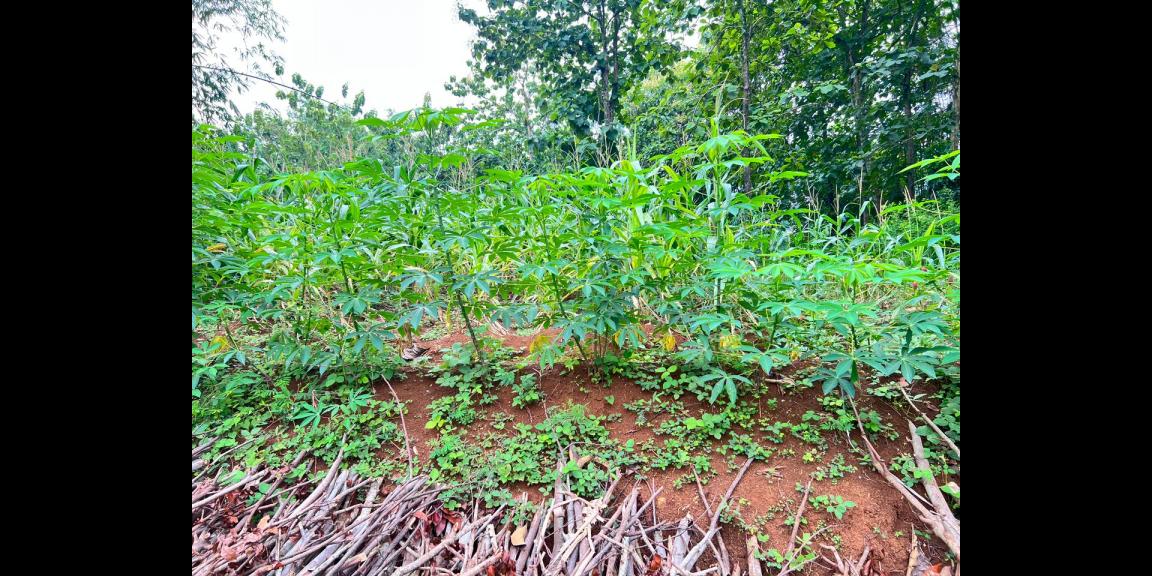 Tanah Datar 888m² 280Jt Mojogedang Karanganyar Tanah Datar 888m² 280Jt Mojogedang Karanganyar