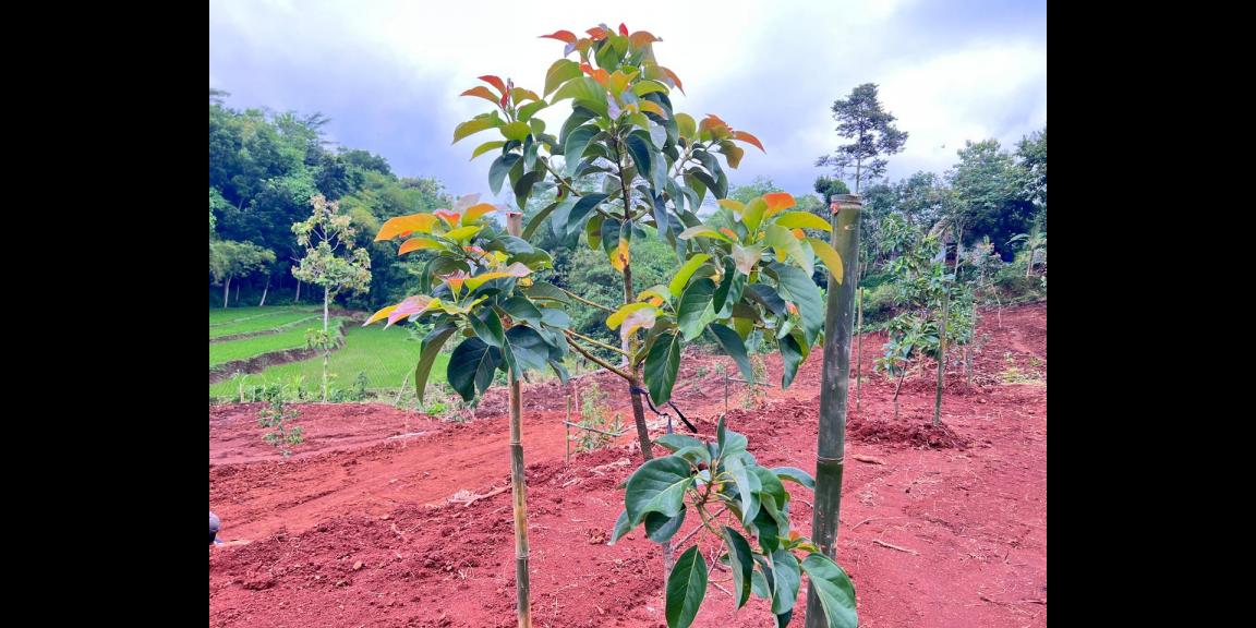 Kebun Buah 2627m² View Hamparan Sawah Karanganyar Kebun Buah 2627m² View Hamparan Sawah Karanganyar