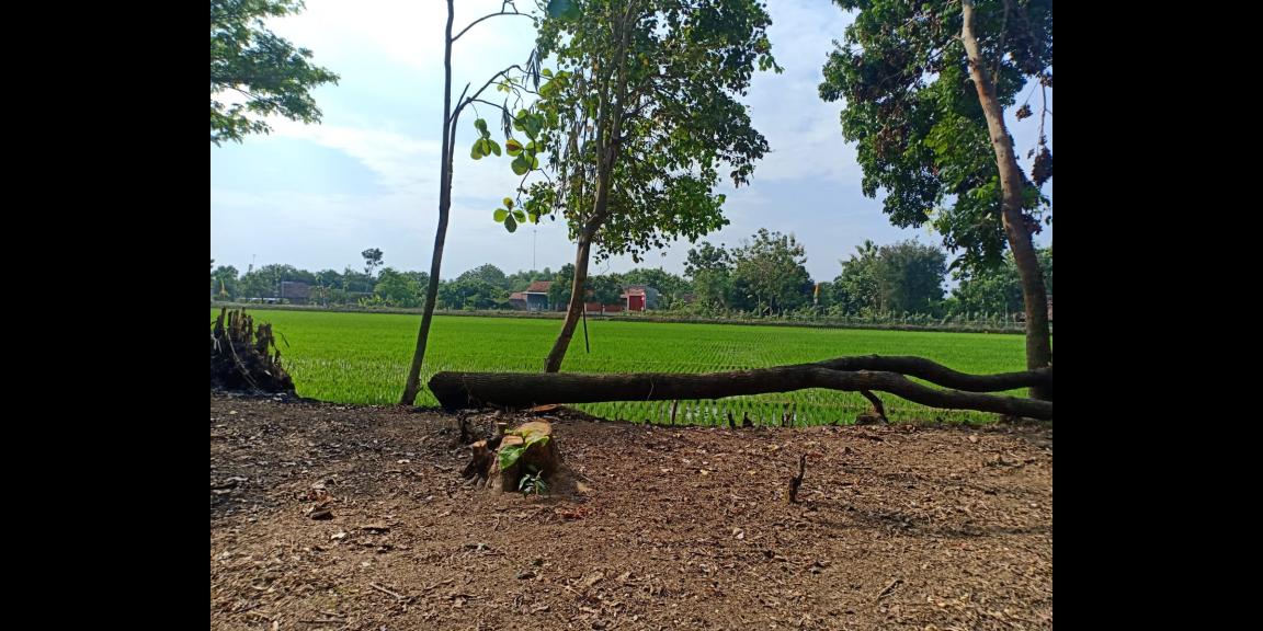 DIJUAL TANAH COCOK UNTUK INVESTASI SRAGEN JATENG DIJUAL TANAH COCOK UNTUK INVESTASI SRAGEN JATENG