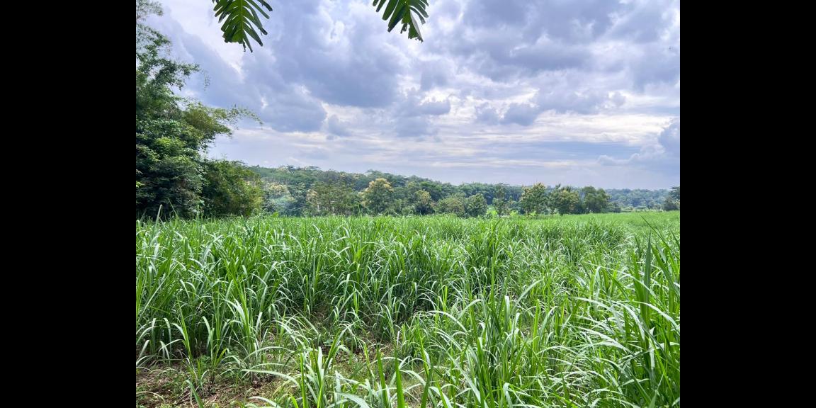 Tanah 6000m² Cocok Untuk Peternakan Karanganyar Tanah 6000m² Cocok Untuk Peternakan Karanganyar