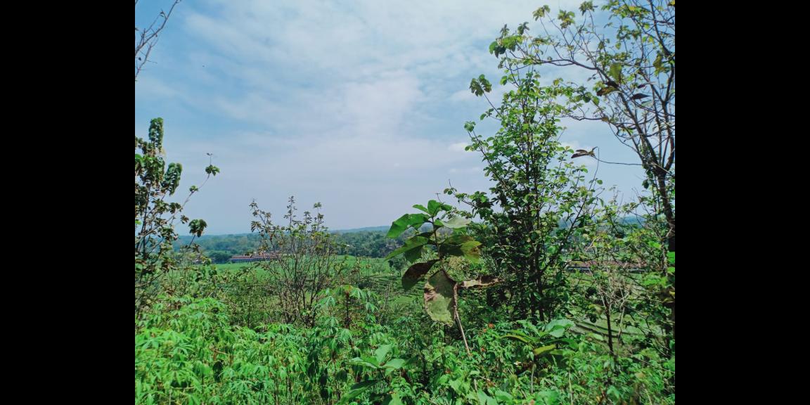 DIJUAL TANAH SUPER DATAR KARANGPANDAN KARANGANYAR DIJUAL TANAH SUPER DATAR KARANGPANDAN KARANGANYAR