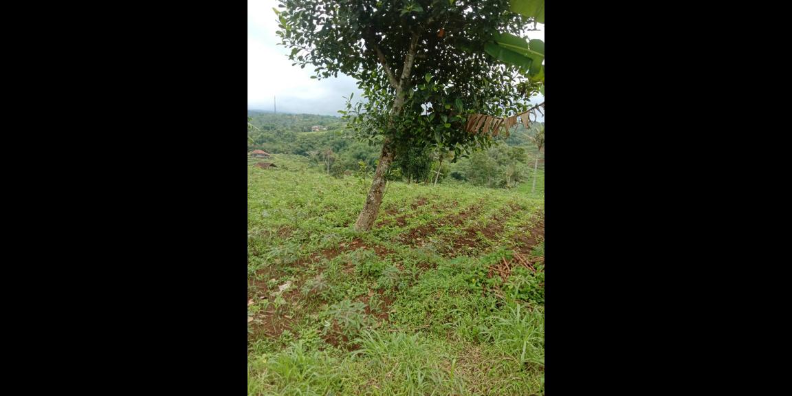 TANAH UNTUK PERUMAHAN DAN PERMUKIMAN DEKAT GT. PAMULIHAN TANJUNGSARI SUMEDANG TANAH UNTUK PERUMAHAN DAN PERMUKIMAN DEKAT GT. PAMULIHAN TANJUNGSARI SUMEDANG