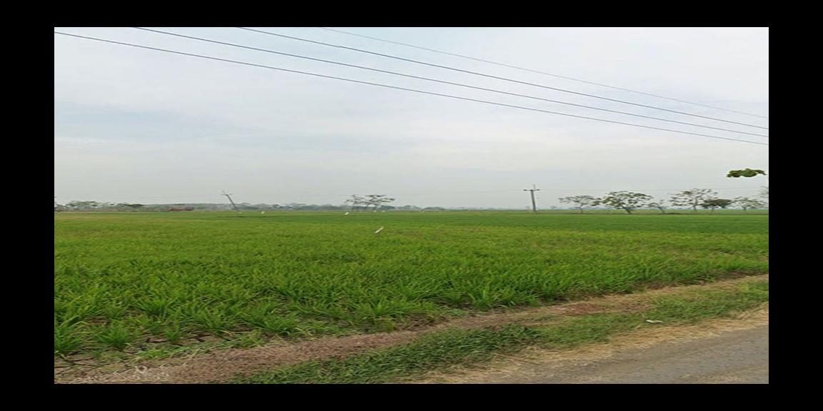 TANAH UNTUK INVESTASI DI KAWASAN BERKEMBANG DEKAT GT. SUMBERJAYA, CIPALI-MAJALENGKA TANAH UNTUK INVESTASI DI KAWASAN BERKEMBANG DEKAT GT. SUMBERJAYA, CIPALI-MAJALENGKA