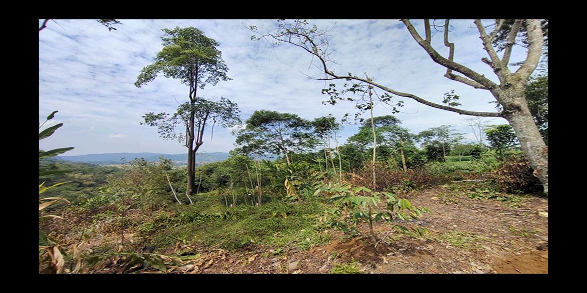 TANAH UNTUK AGRO WISATA RESORT PERKEBUNAN PETERNAKAN DEKAT JALAN CAGAK SUBANG TANAH UNTUK AGRO WISATA RESORT PERKEBUNAN PETERNAKAN DEKAT JALAN CAGAK SUBANG