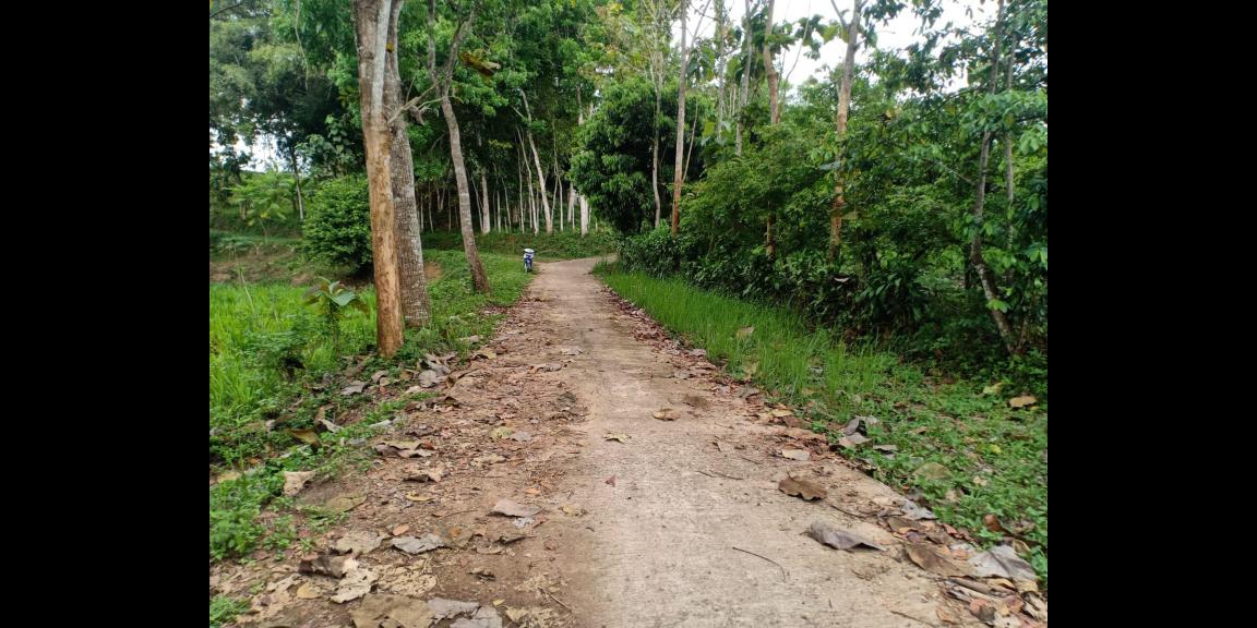 Sawah Produktif 1826m² 125Juta Kerjo Karanganyar Sawah Produktif 1826m² 125Juta Kerjo Karanganyar