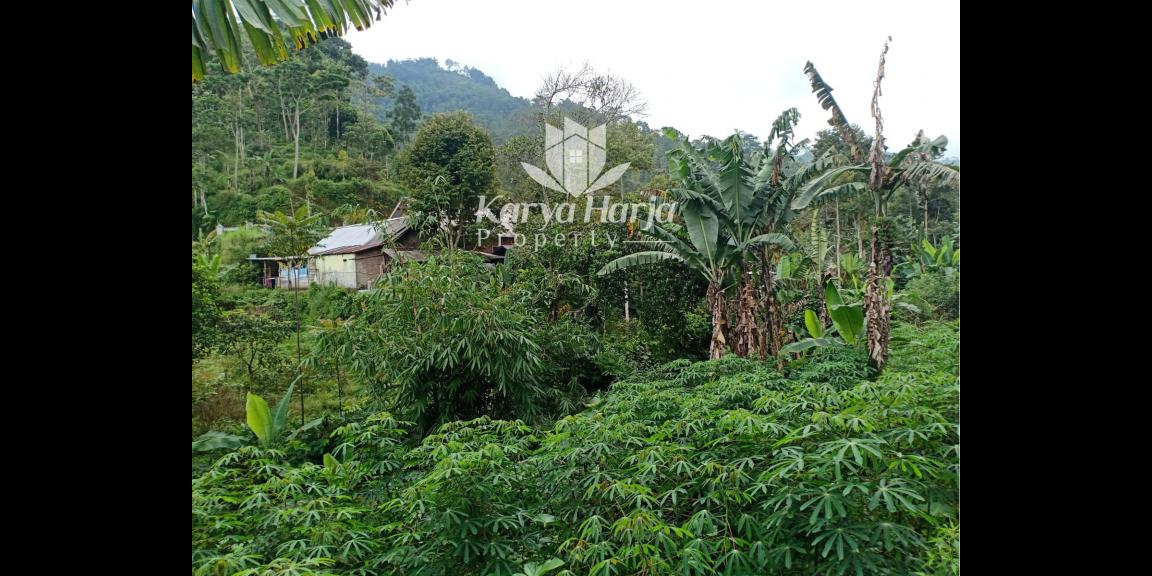 Tanah Cocok Dibangun Villa Kemuning Ngargoyoso Tanah Cocok Dibangun Villa Kemuning Ngargoyoso