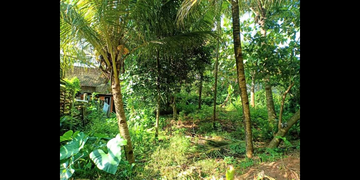 Tanah Cocok Untuk Usaha Jl Raya Kerjo Karanganyar Tanah Cocok Untuk Usaha Jl Raya Kerjo Karanganyar