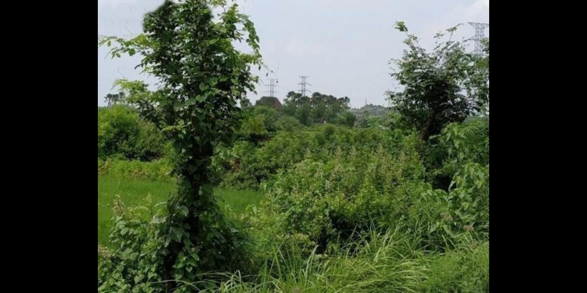 Jual Tanah Siap Bangun Raya Benowo Kota Surabaya Jual Tanah Siap Bangun Raya Benowo Kota Surabaya