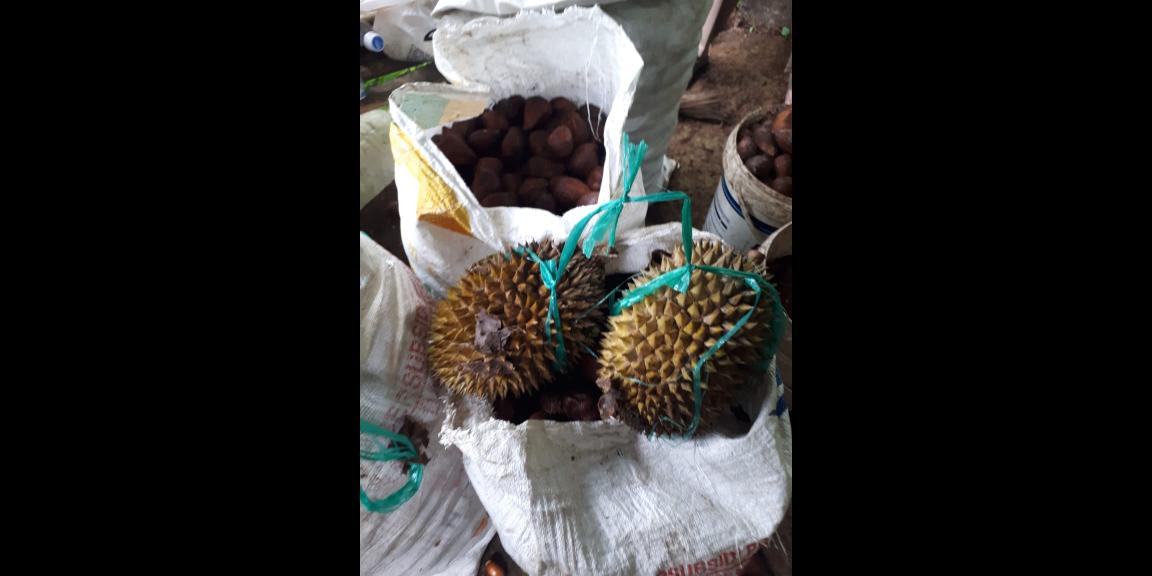 Jual Tanah Perkebunan Siap Panen Luas Daerah Wonosalam Jual Tanah Perkebunan Siap Panen Luas Daerah Wonosalam