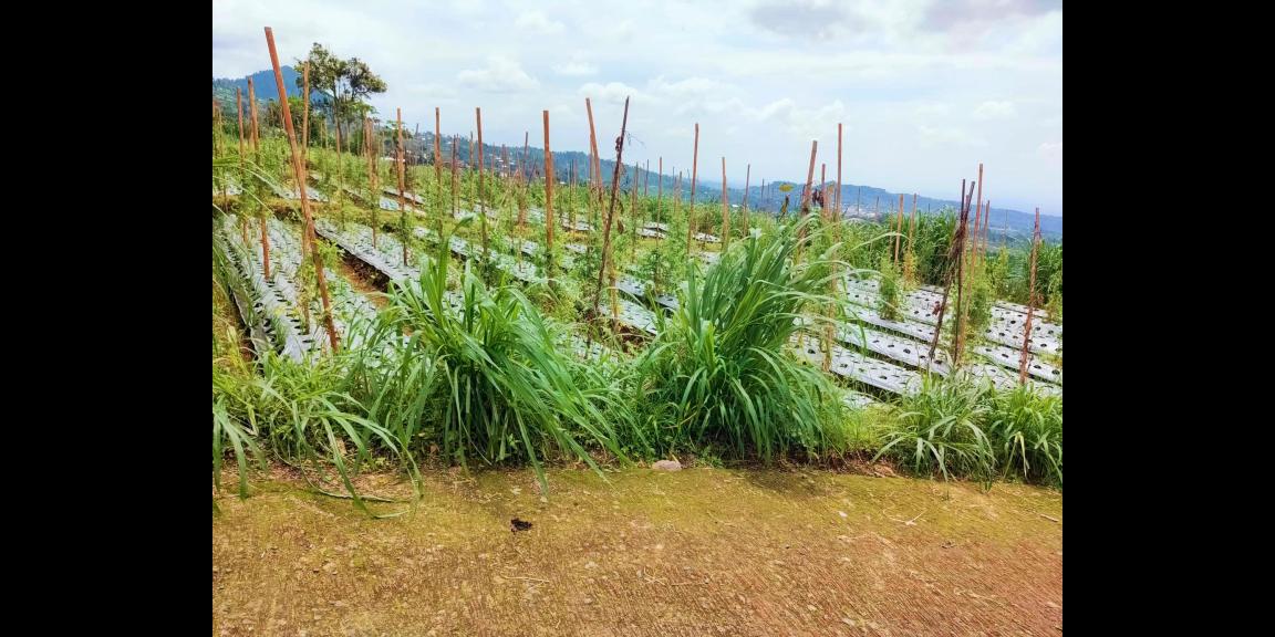 Dijual Tanah 345m² Kemuning Ngargoyoso Karanganyar Dijual Tanah 345m² Kemuning Ngargoyoso Karanganyar