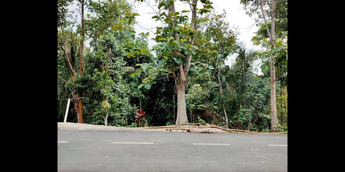 Tanah Strategis 2100m² Kebun Jati Tepi Jl. Raya Kerjo-Karangpandan Tanah Strategis 2100m² Kebun Jati Tepi Jl. Raya Kerjo-Karangpandan