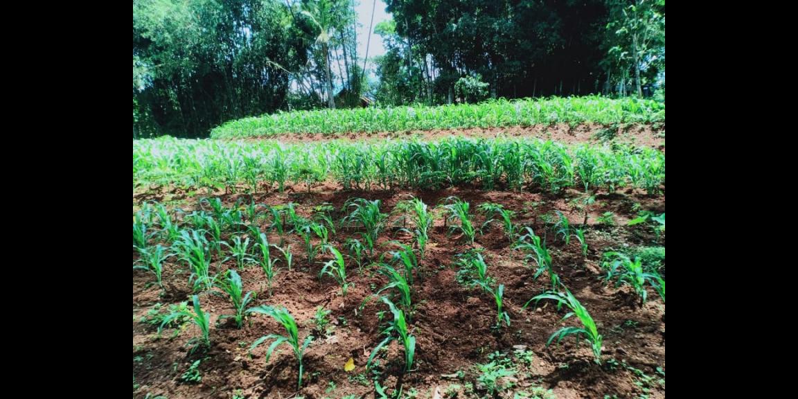 Dijual Tanah Datar 1800m² Cocok dikavling Mojogedang Karanganyar Dijual Tanah Datar 1800m² Cocok dikavling Mojogedang Karanganyar