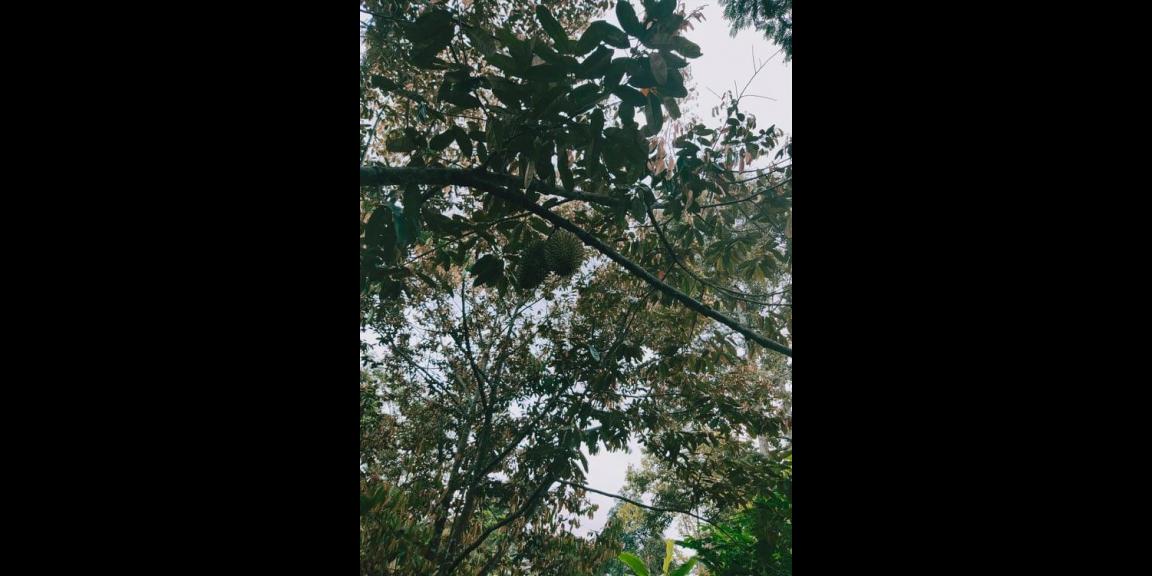 Tanah Bonus Kebun Durian Siap Panen Karangpandan Karanganyar Tanah Bonus Kebun Durian Siap Panen Karangpandan Karanganyar