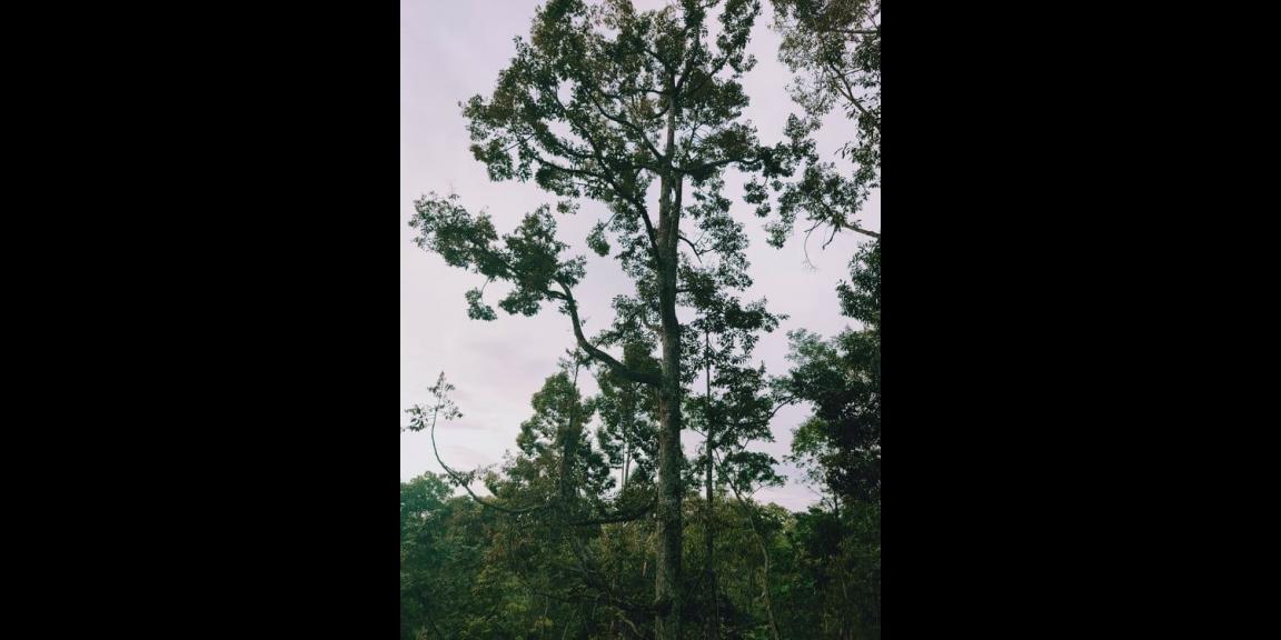 Tanah Kebun Durian 3000 m² Siap Panen Kawasan Wisata Alam Karangpandan Karanganyar Tanah Kebun Durian 3000 m² Siap Panen Kawasan Wisata Alam Karangpandan Karanganyar