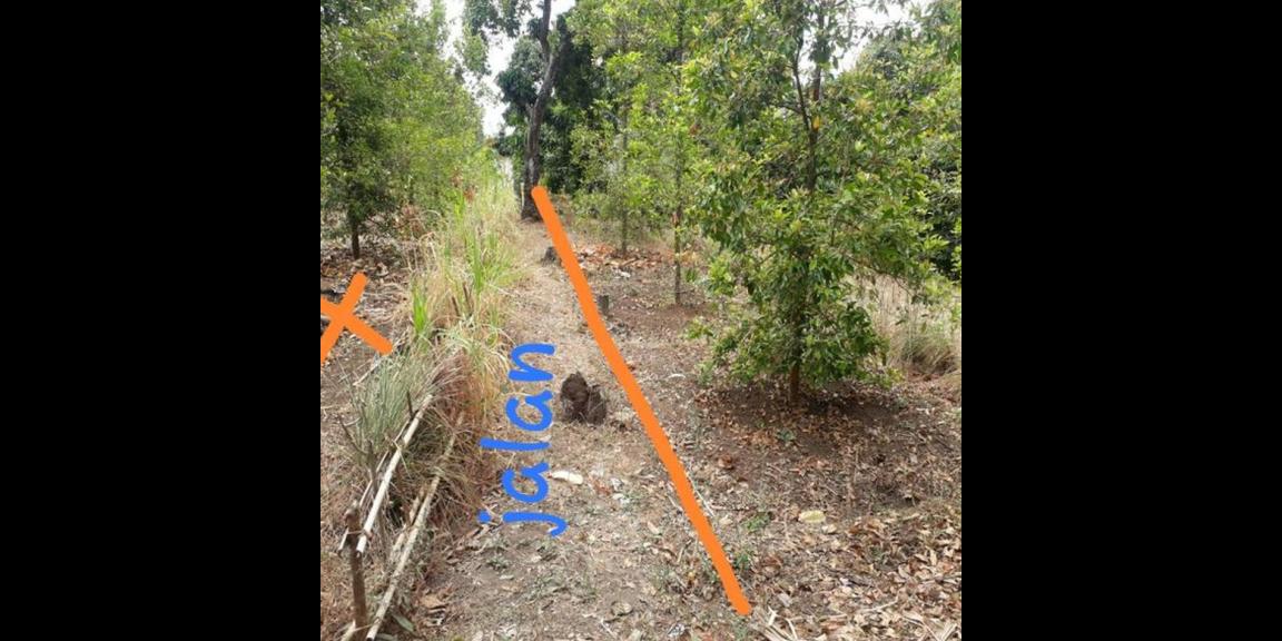 Jual Tanah Murah di Daerah Kayu Putih Buleleng Jual Tanah Murah di Daerah Kayu Putih Buleleng