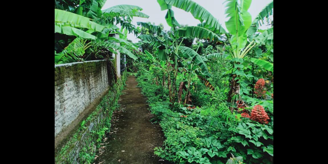 Dijual Tanah Subur di Kedawung Sragen Dijual Tanah Subur di Kedawung Sragen