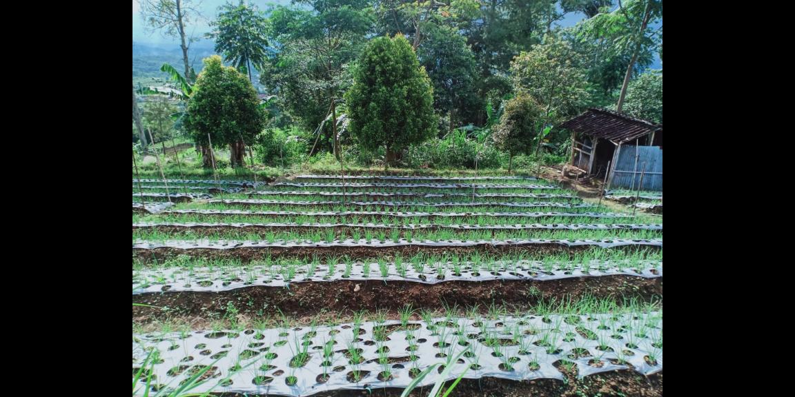 Dijual Tanah Strategis di Kemuning Ngargoyoso Karanganyar Dijual Tanah Strategis di Kemuning Ngargoyoso Karanganyar